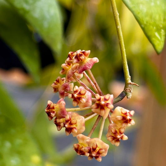 Hoya myrmecopa IML 1375 H280