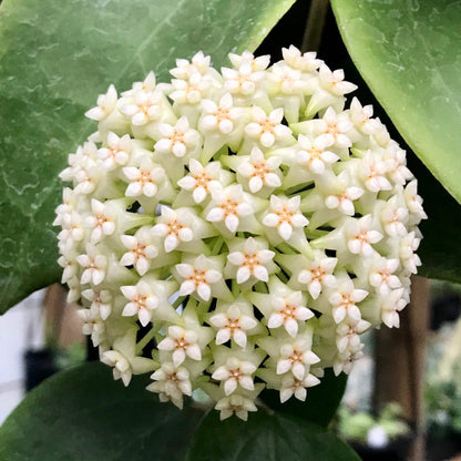 Hoya verticillata (Chiang Mai) H23