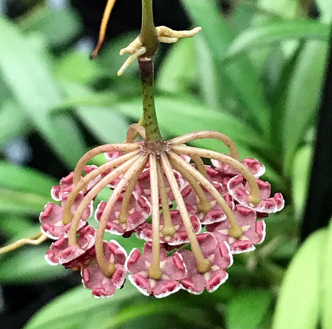 Hoya aff. kentiana Philippines IML 0834 H139