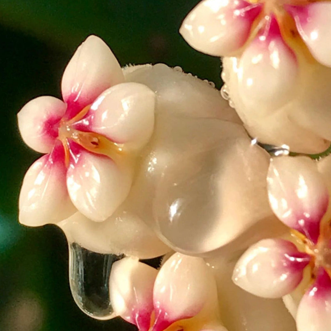 Hoya subquintuplinervis IML 1701 H84