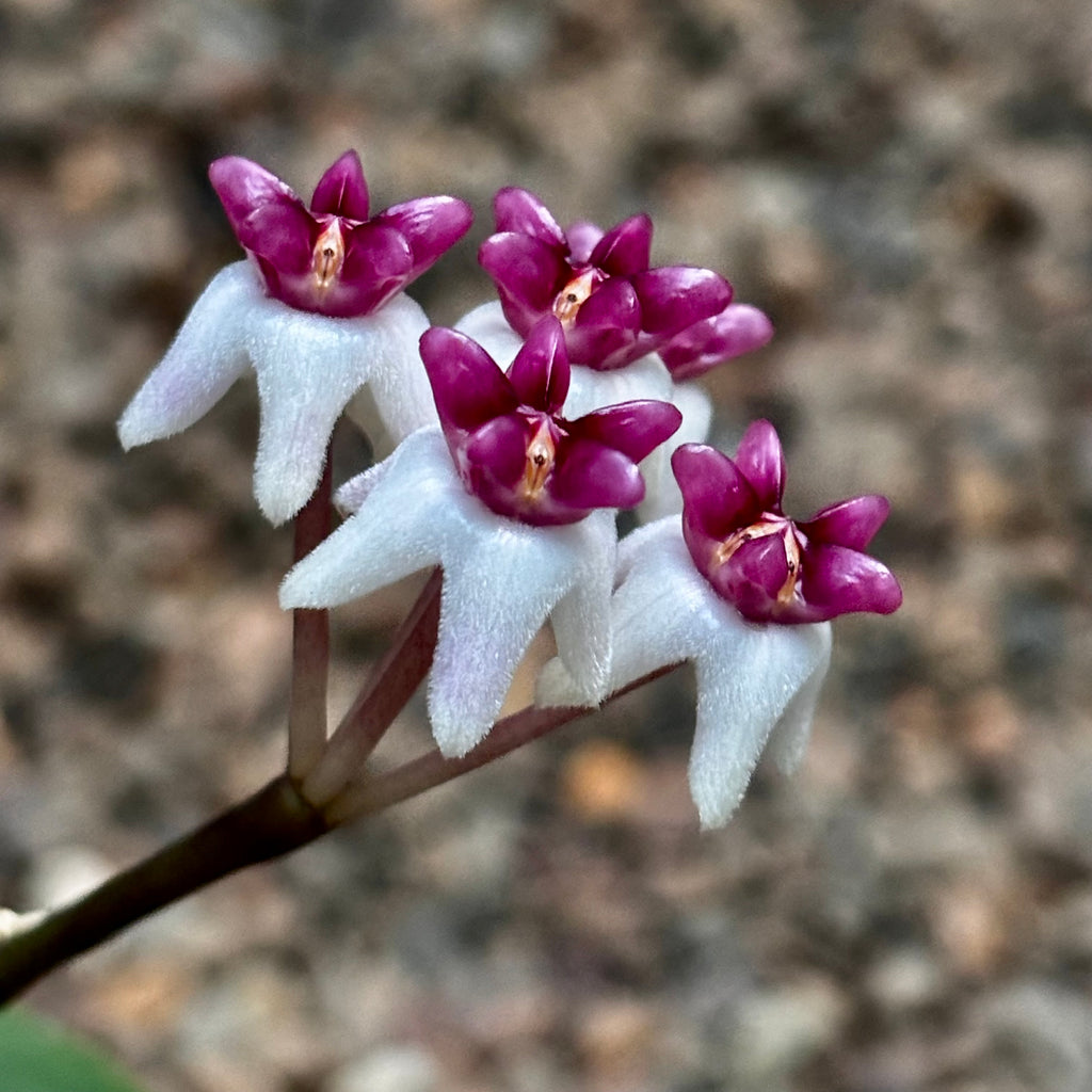 Hoya 'Patricia' H396