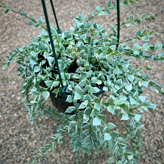 Dischidia ruscifolia (albomarginata) D36