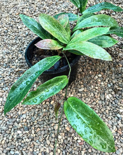 Hoya siariae IML 1624 H171