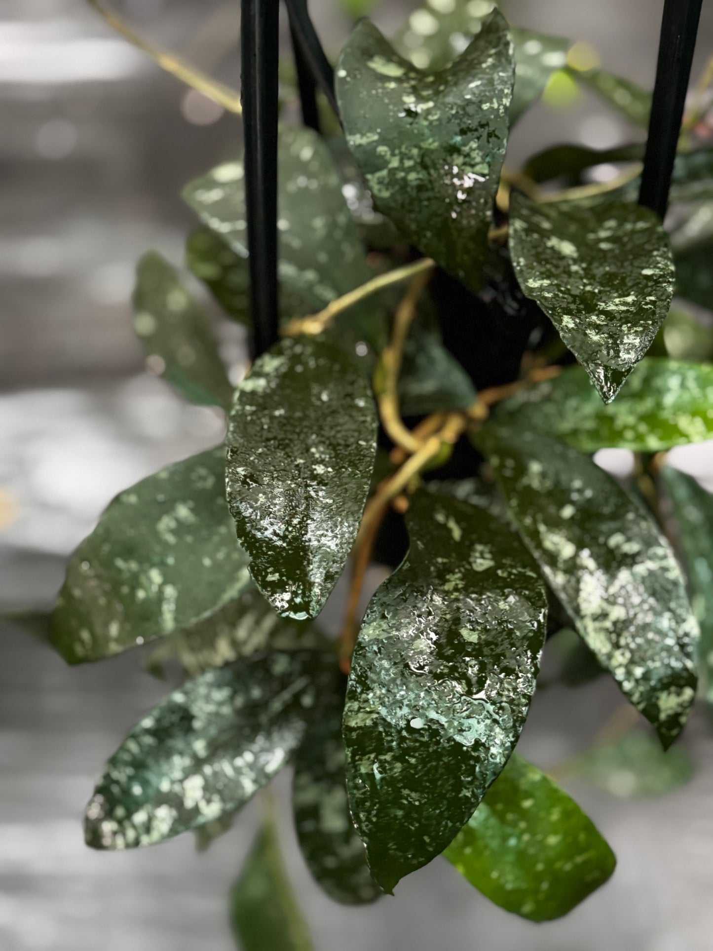 Hoya phuwaensis H317
