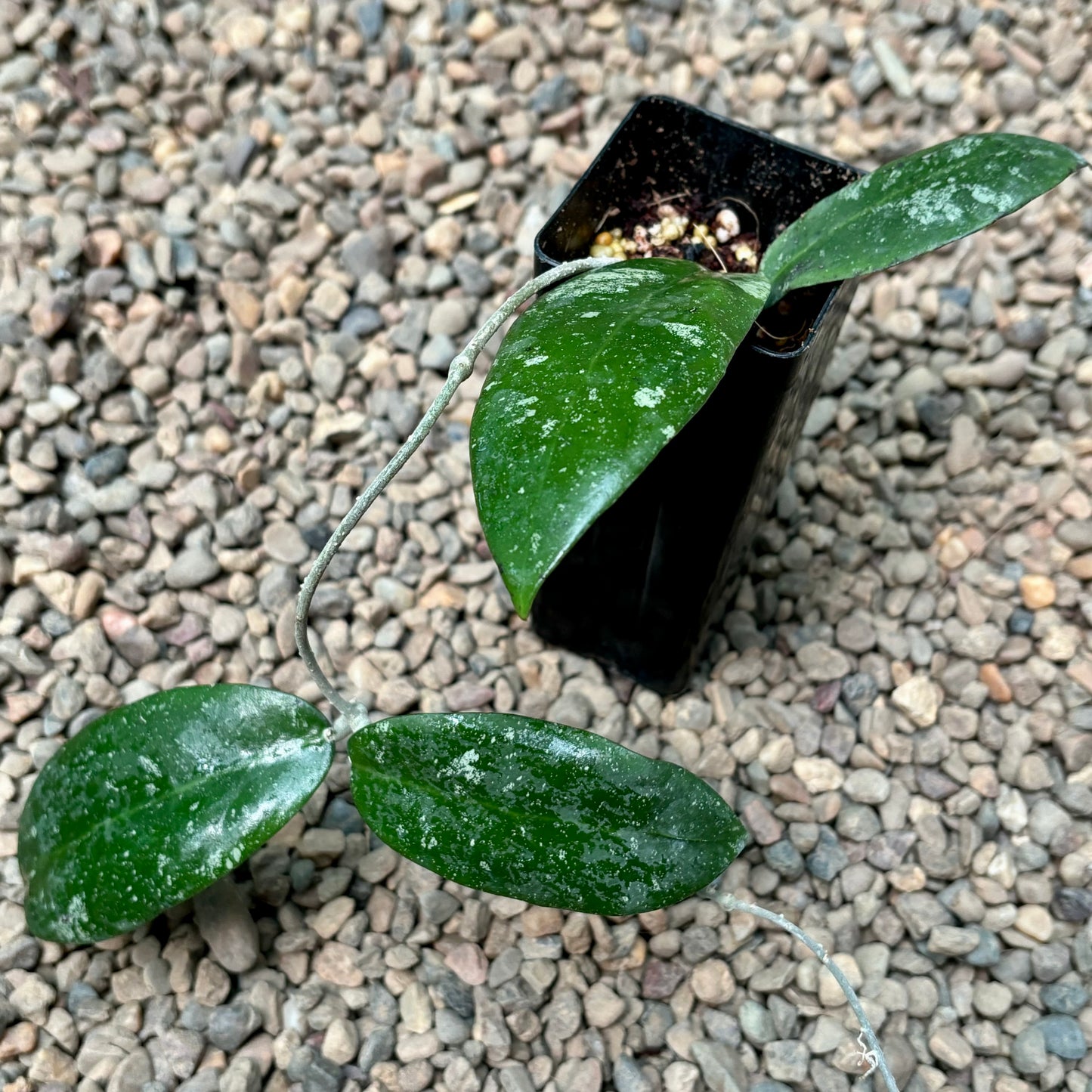 Hoya polypus (pink) H459