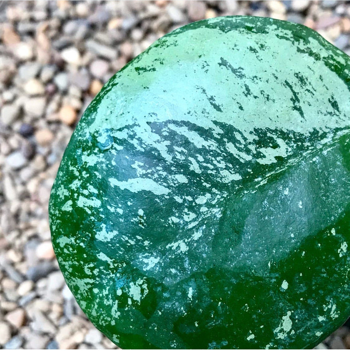 Hoya obovata (splash) H272