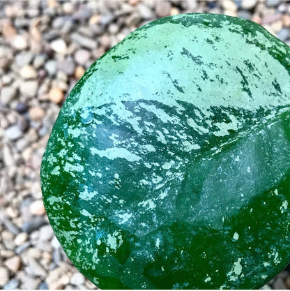 Hoya obovata (splash) H272