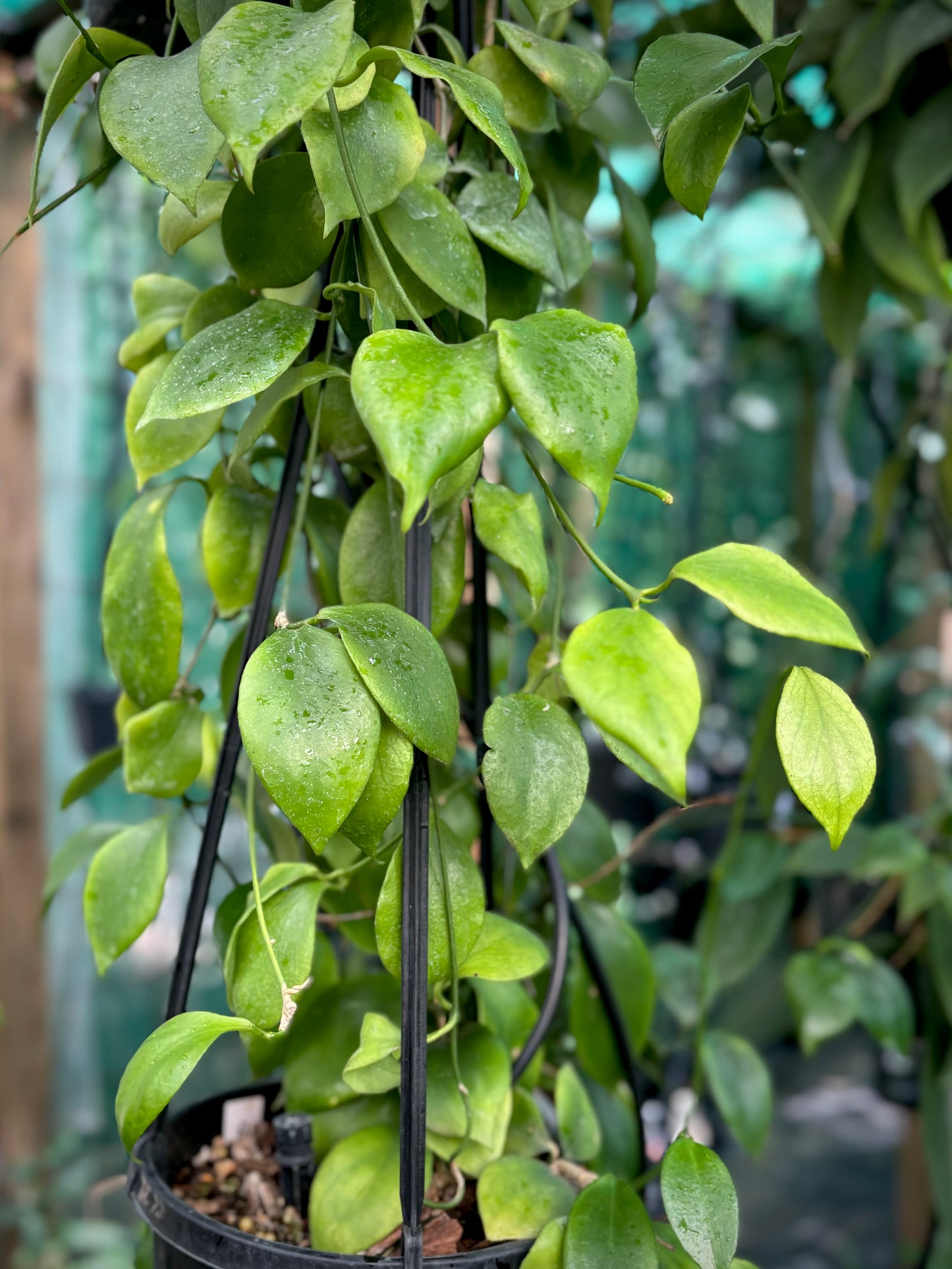 Hoya anulata Iron Range Qld. IML 0024 H50