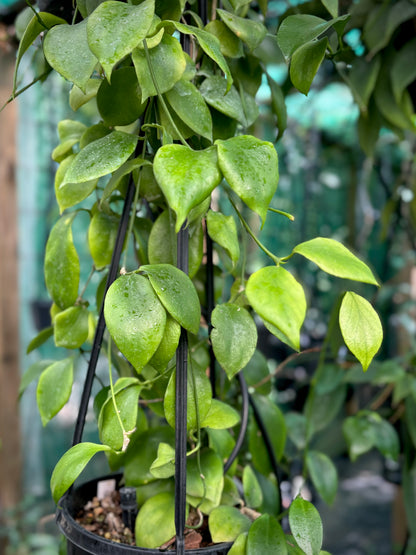 Hoya anulata Iron Range Qld. IML 0024 H50