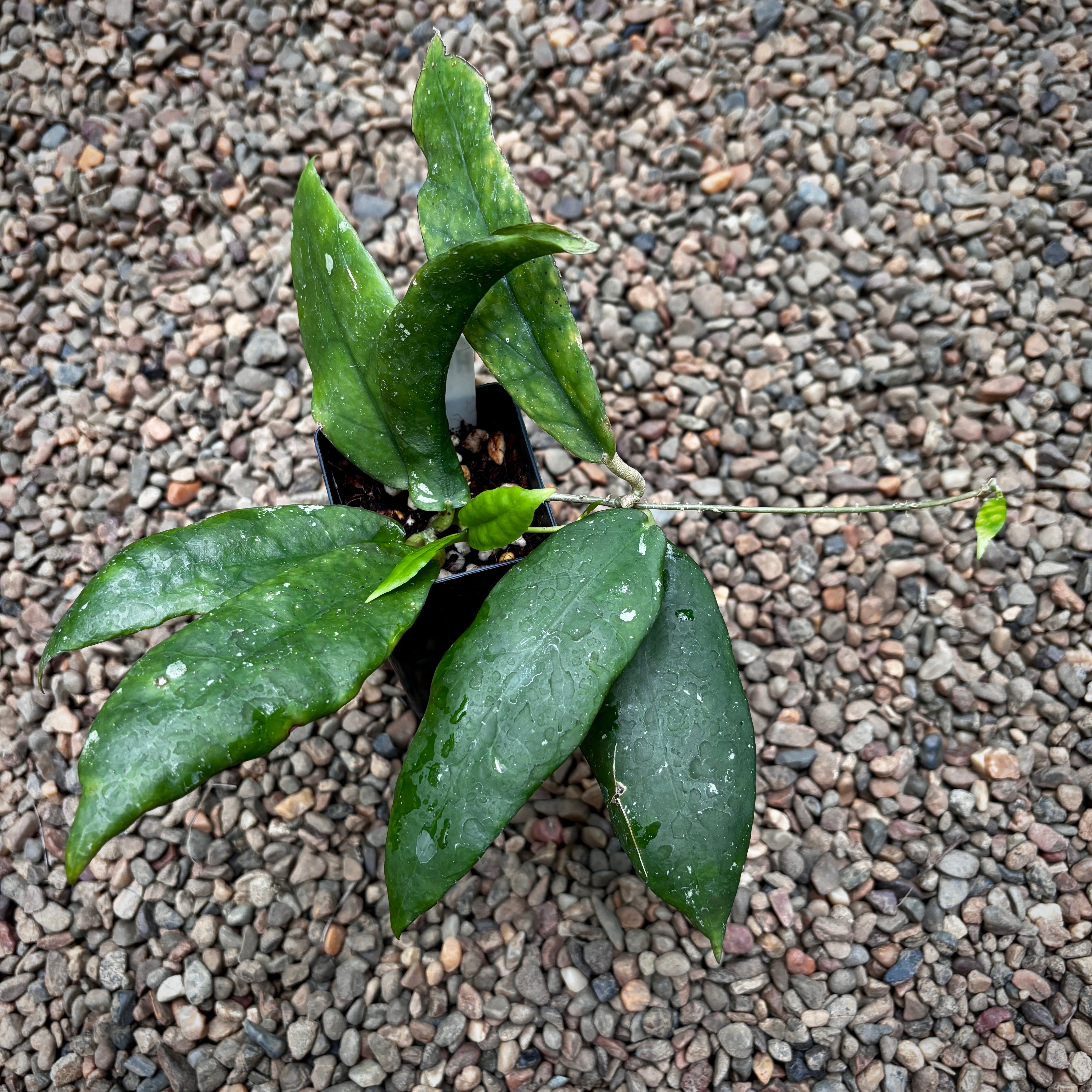 Hoya sp. Pahang NS07-064 (aff. scortechinii) H423 – Hoya Store