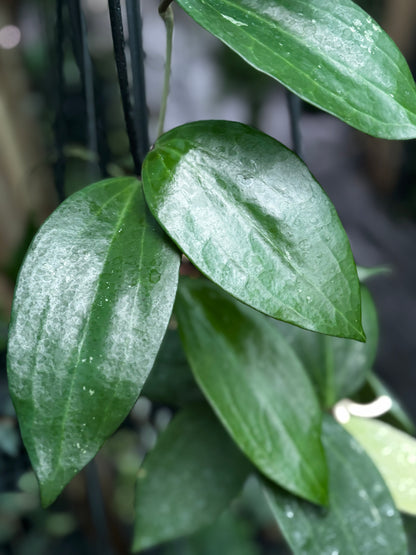 Hoya latifolia West Java IML 1181 H293
