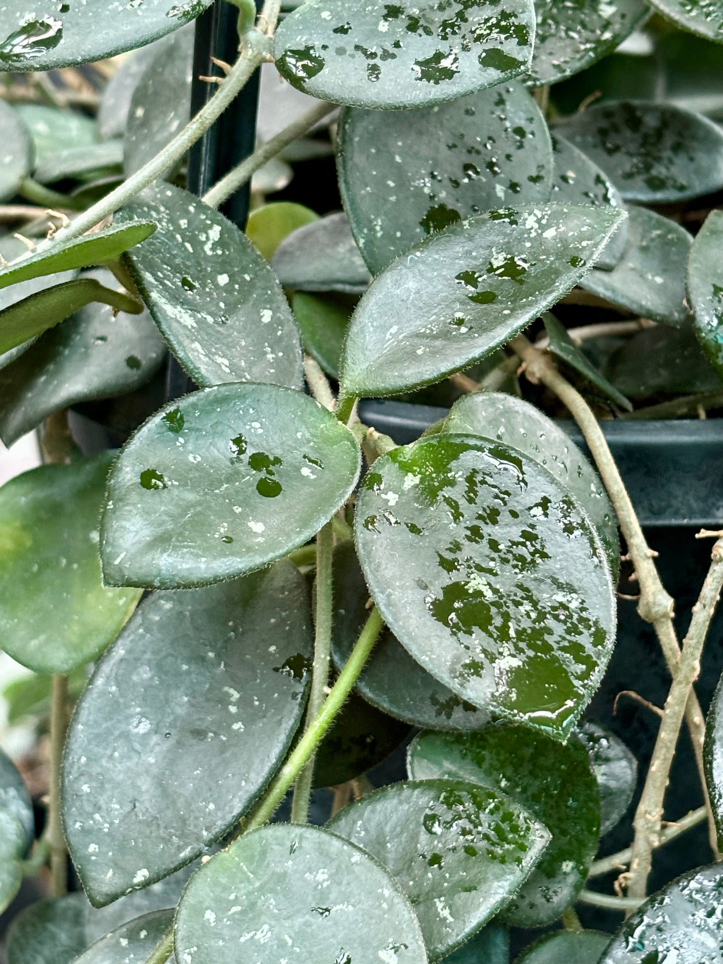 Hoya 'Mathilde' H266