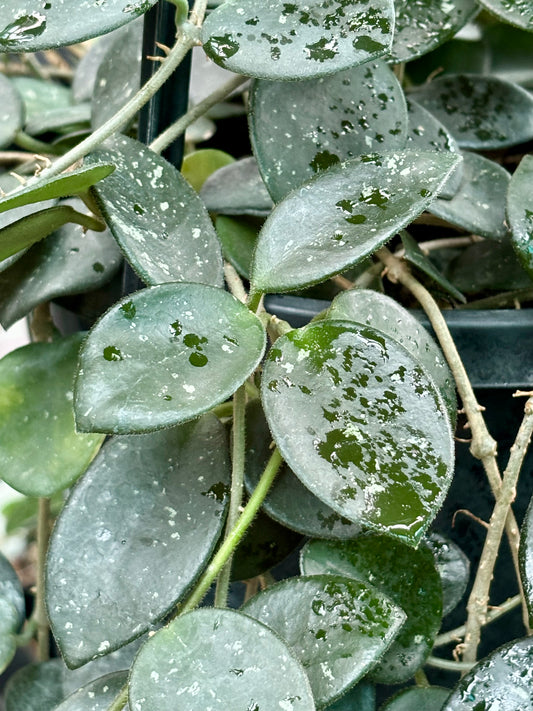 Hoya 'Mathilde' H266