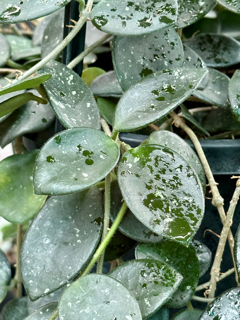 Spotted Mathilde Hoya Hoya 'Mathilde' H266 - Hoya Store Australia
