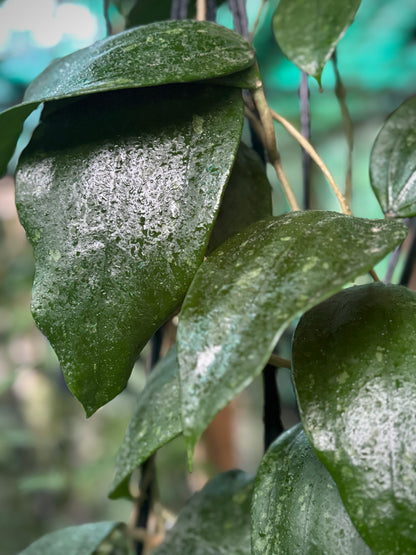 Hoya rigida IML 1424 H80