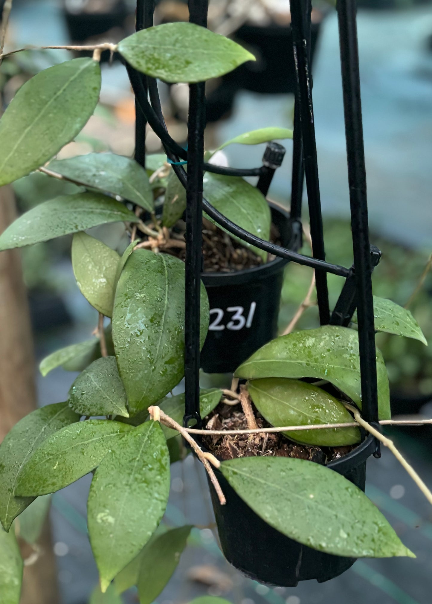 Hoya erythrostemma (pink) IML 1504 H231