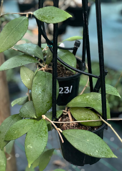 Hoya erythrostemma (pink) IML 1504 H231
