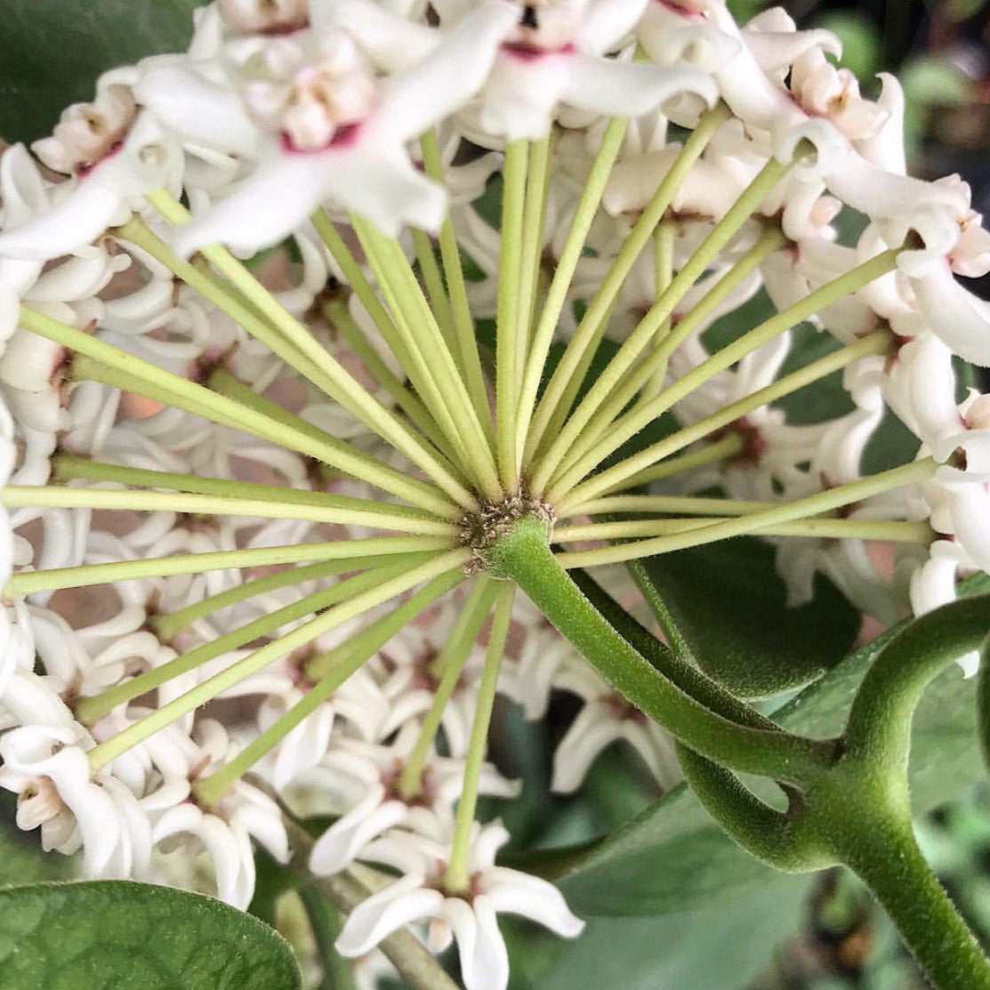 Hoya australis ssp. australis - pointy leaf H28