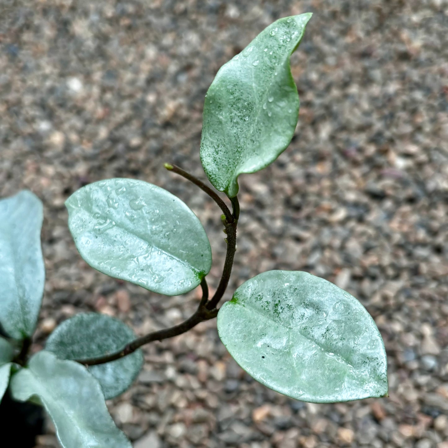 Hoya carnosa 'Nova Ghost' H479