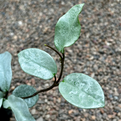 Hoya carnosa 'Nova Ghost' H479
