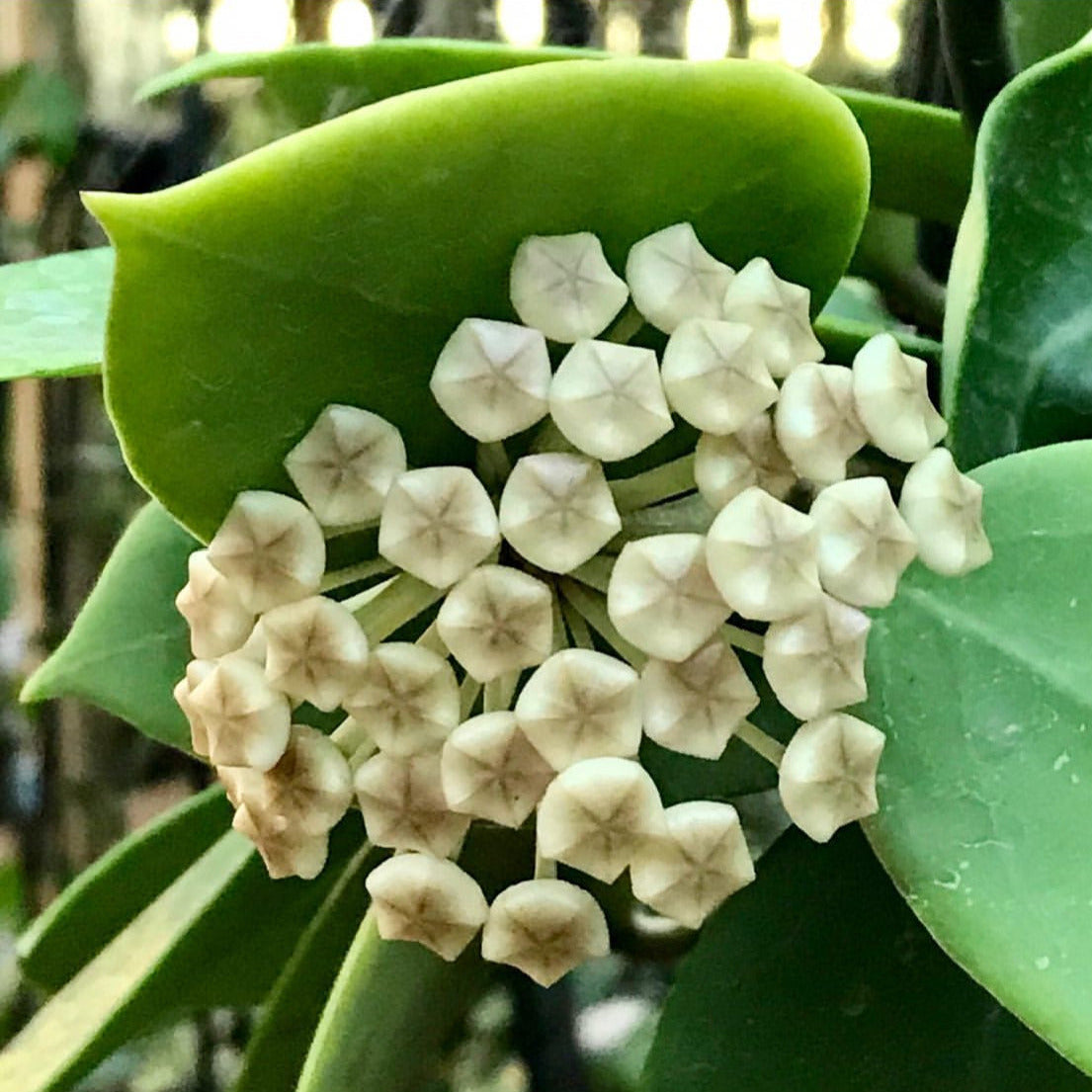 Hoya verticillata H205