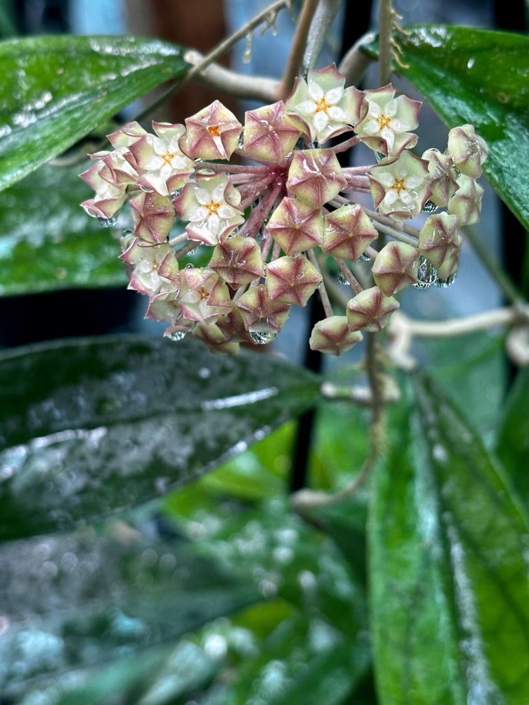 Hoya finlaysonii H265