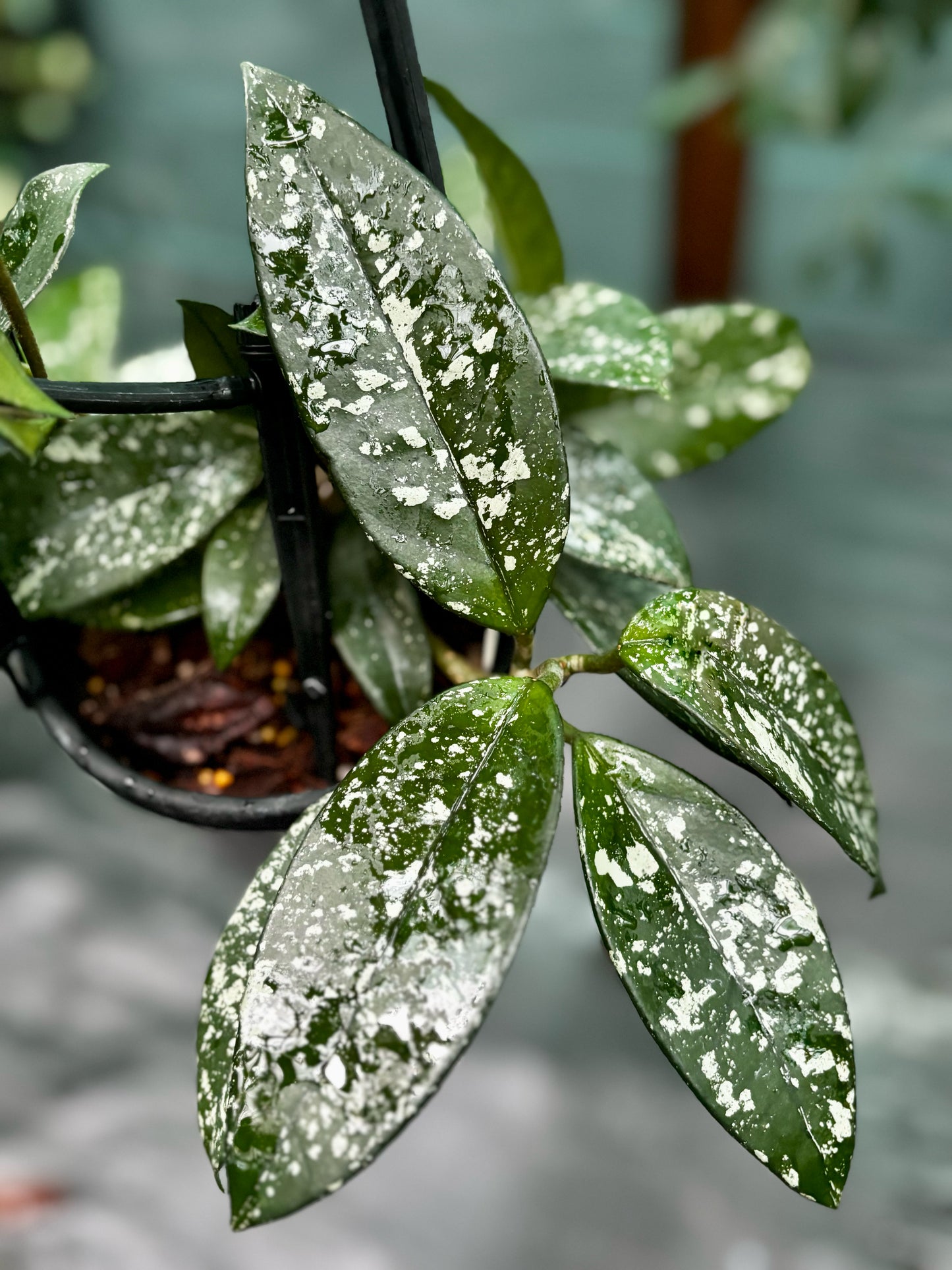 Hoya carnosa 'Freckles' H318