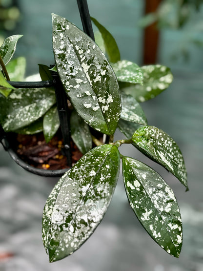 Hoya carnosa 'Freckles' H318