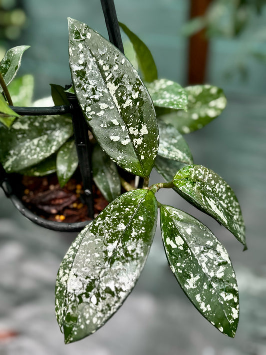 Hoya carnosa 'Freckles' H318
