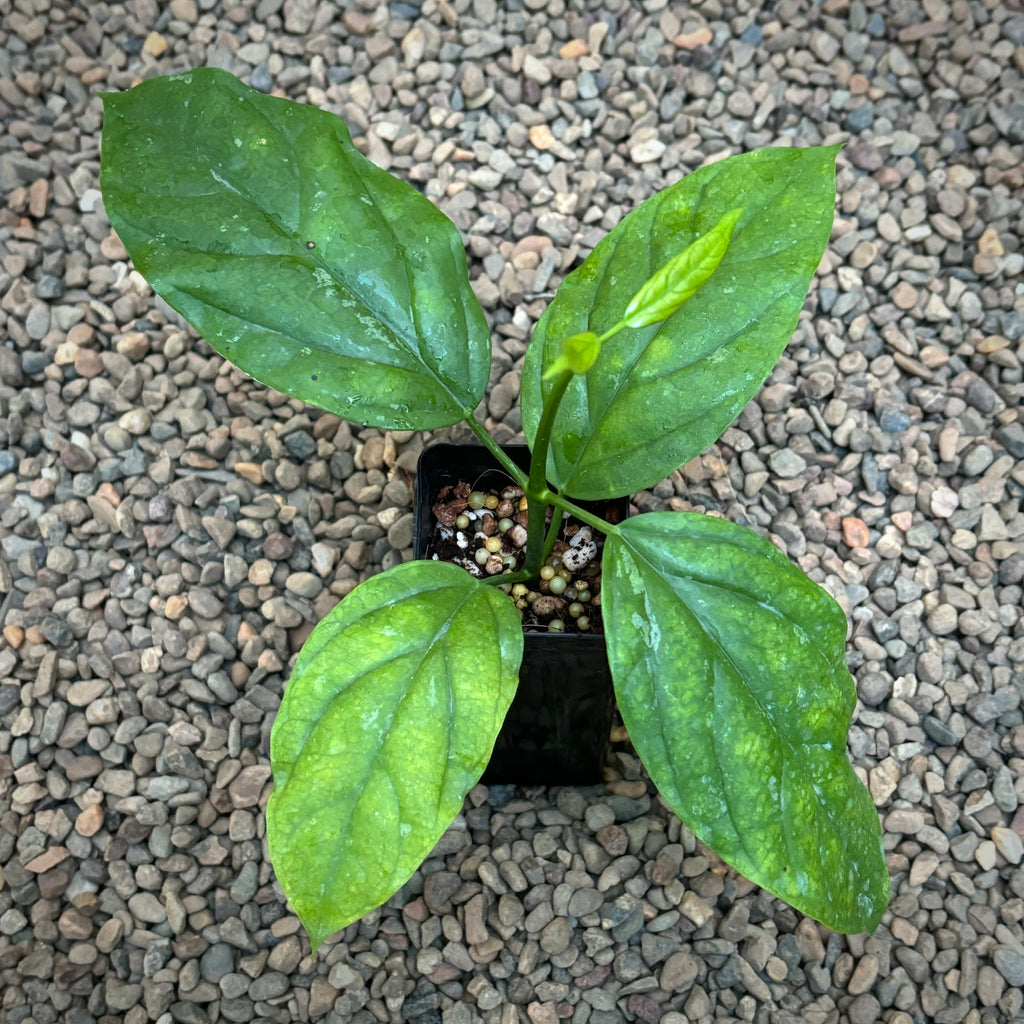 Hoya lasiantha IML 1766 H320