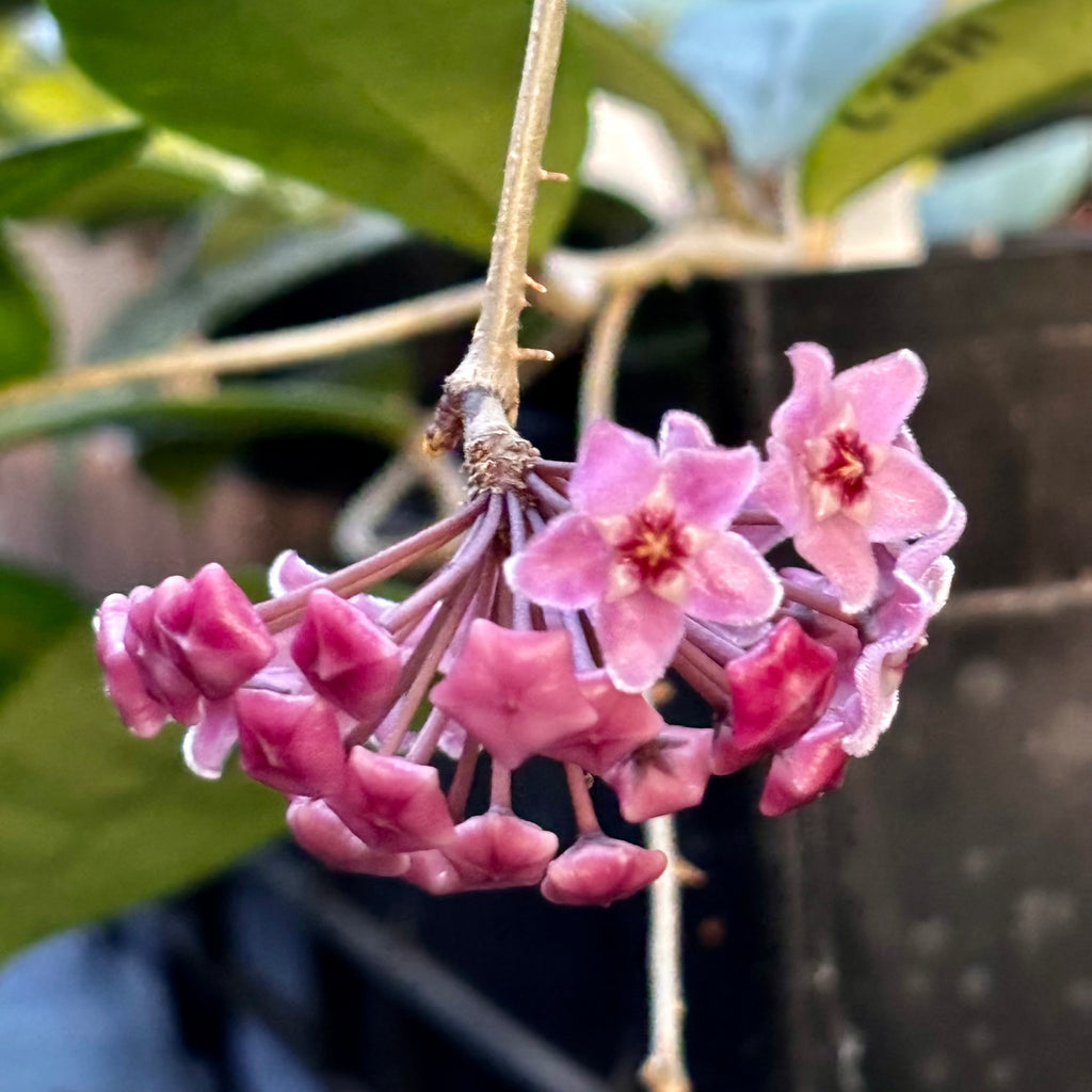 Hoya 'Minibelle' H14