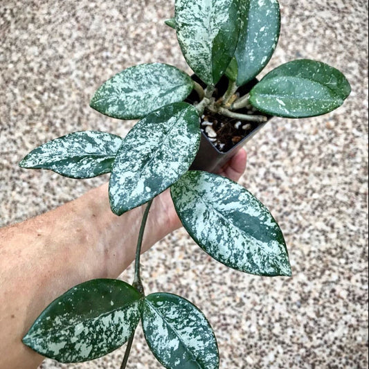 Hoya carnosa 'Wilbur Graves' H372