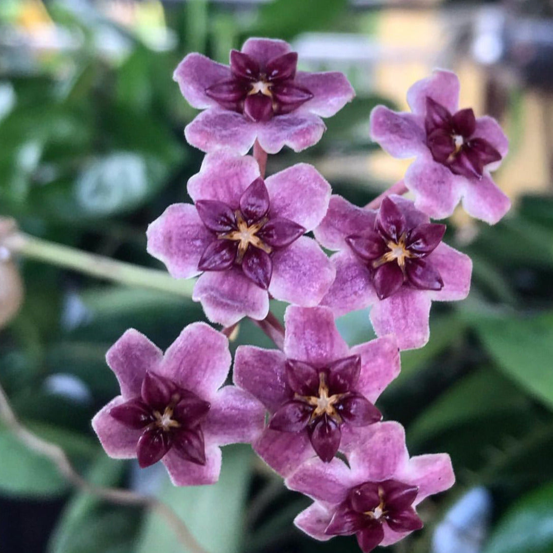 Hoya purpureo-fusca IML 0728 H79