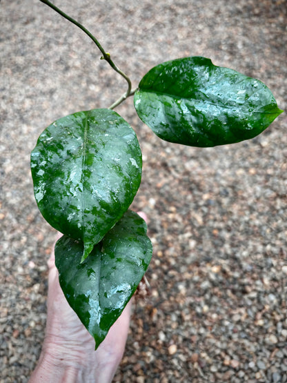 Hoya vitellinoides Sumatra IML 1198 H124