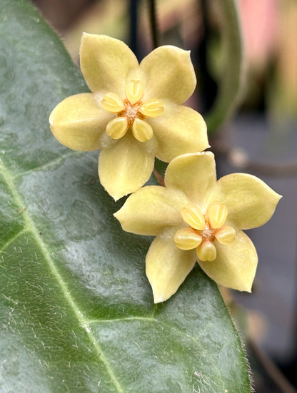 Hoya hypolasia Madang PNG IML 1155 H164