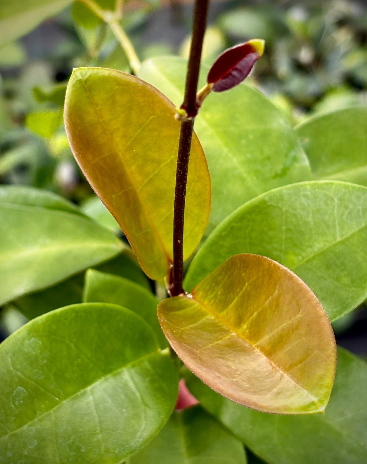 Hoya australis ssp. tenuipes H6