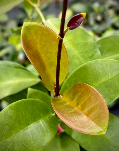 Hoya australis ssp. tenuipes H6