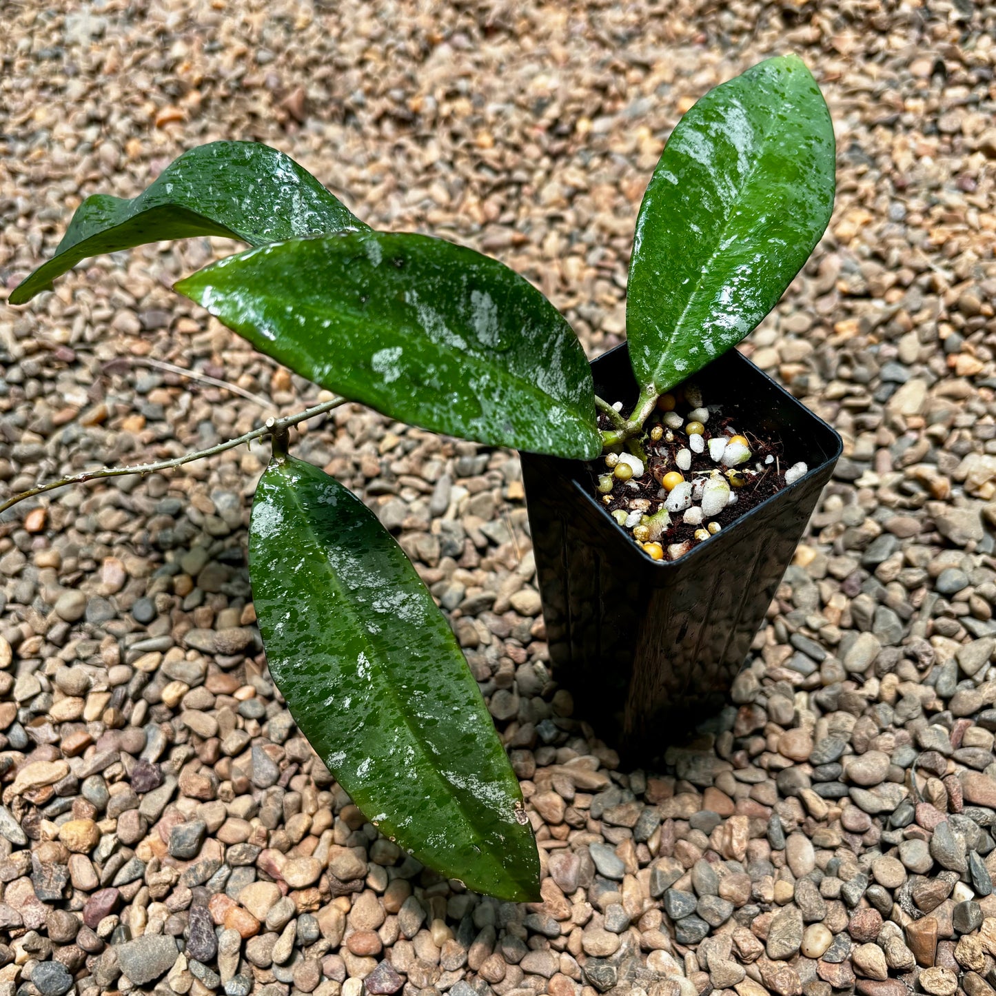 Hoya kaikoeana H469