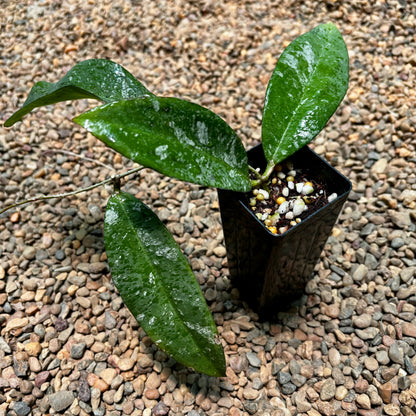 Hoya kaikoeana H469