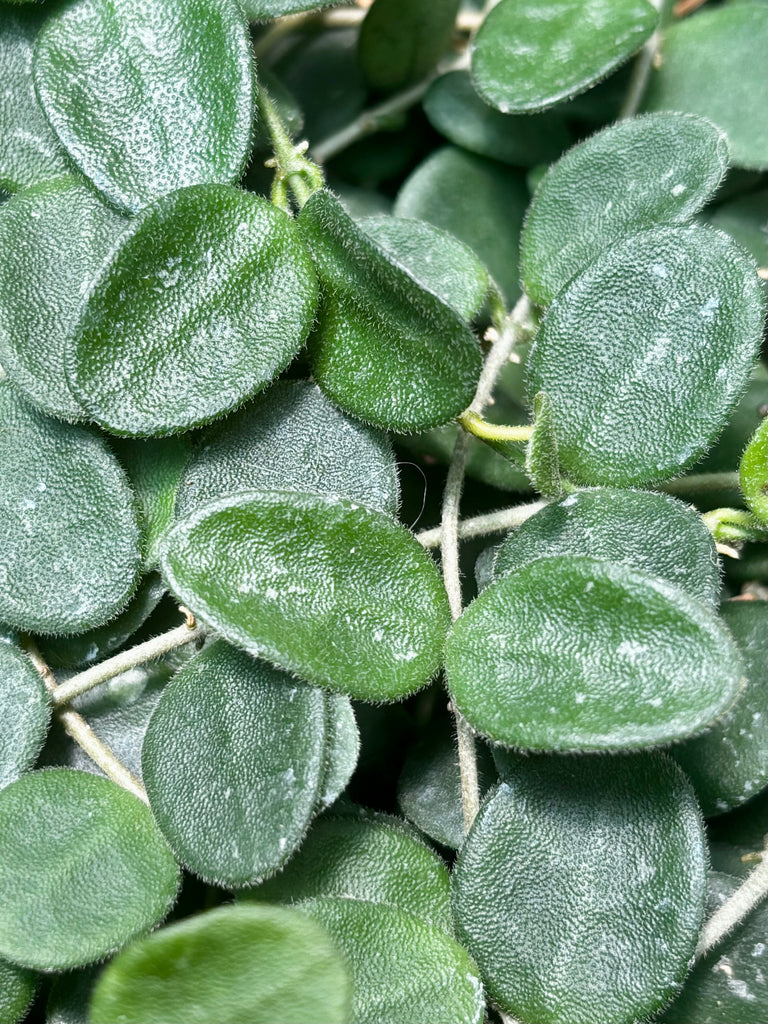 Hoya serpens H176