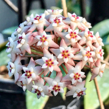 Hoya verticillata pink H188