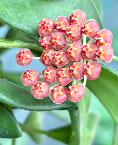 Hoya sp. aff. burtoniae H191
