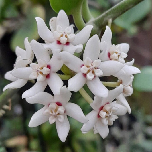 Hoya australis ssp. australis - thin leaf H271