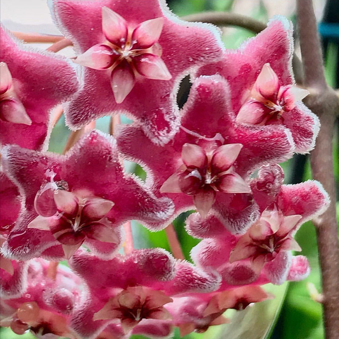 Hoya pubicalyx 'Jungle Garden' H197