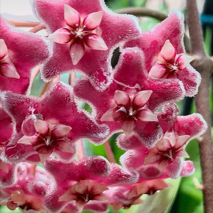 Hoya pubicalyx 'Jungle Garden' H197