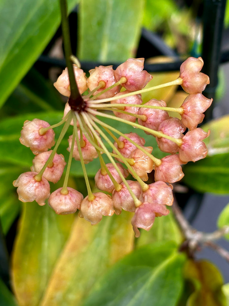 Hoya siariae IML 1624 H171