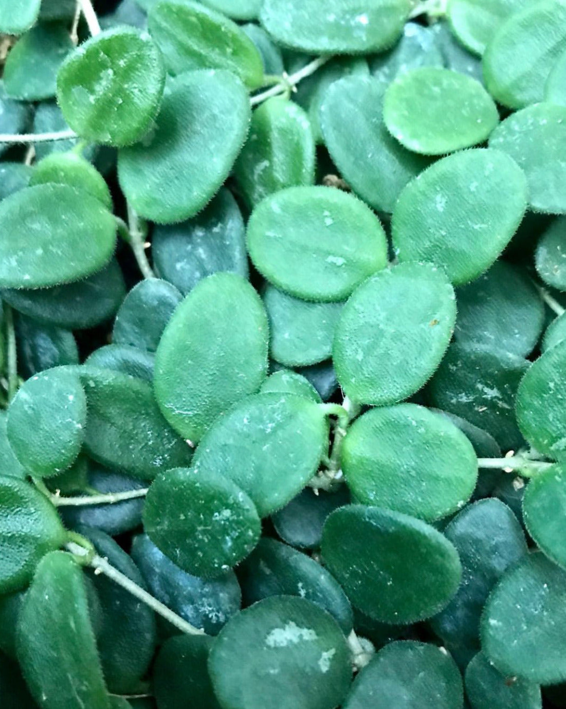 Hoya serpens H176