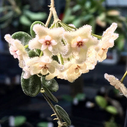 Hoya serpens H176