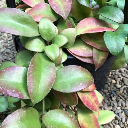 Hoya walliniana H30
