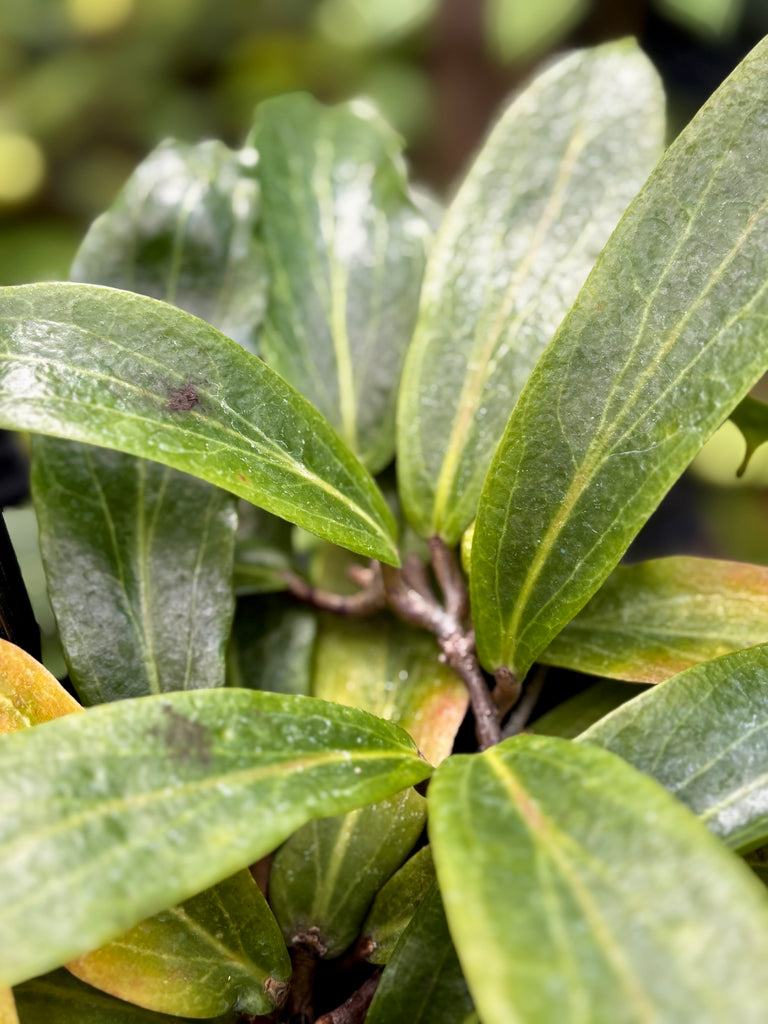 Hoya siariae IML 1624 H171